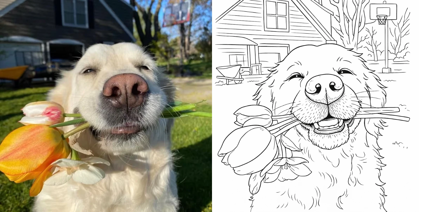 A photo of a golden retriever holding tulips beside the same photo turned into a black and white coloring page
